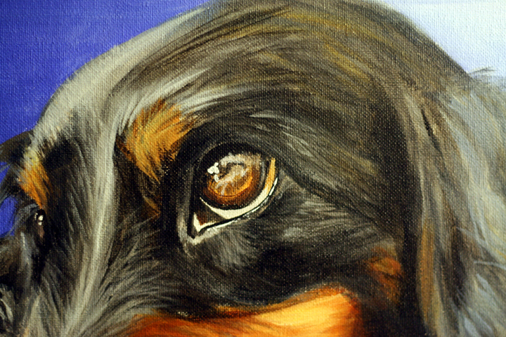 Mini Dachsund Pet Portrait ~ ElephantEats.com