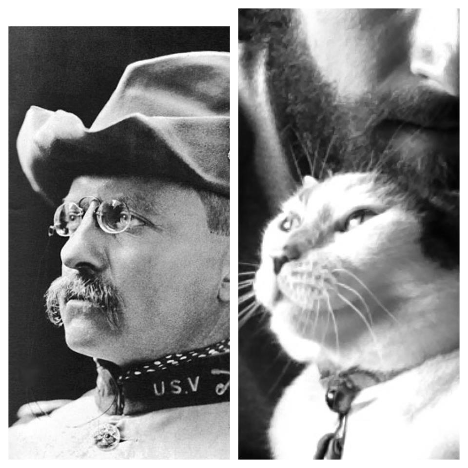 Teddy Roosevelt Cat