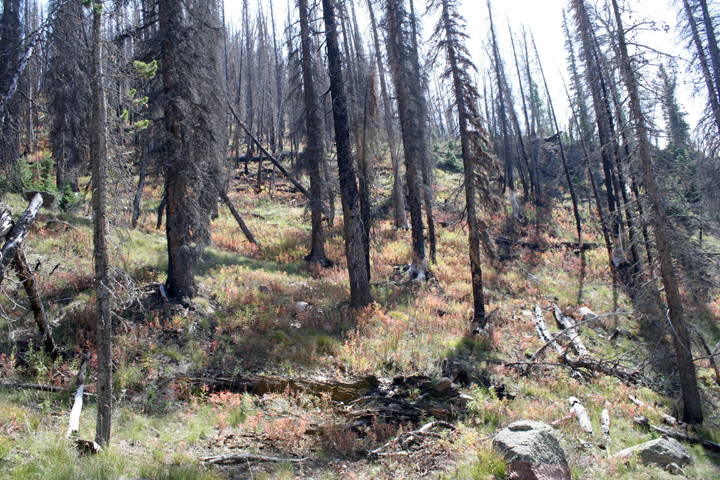 4th of July Hike, Idaho ~ ElephantEats.com