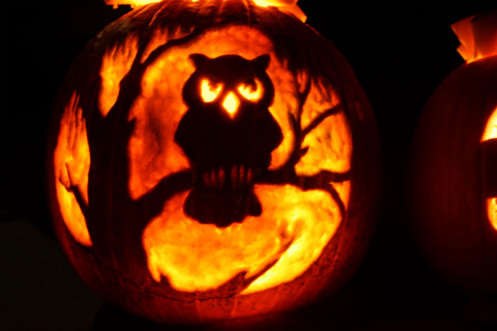 Owl jack-o-lantern ~ ElephantEats.com