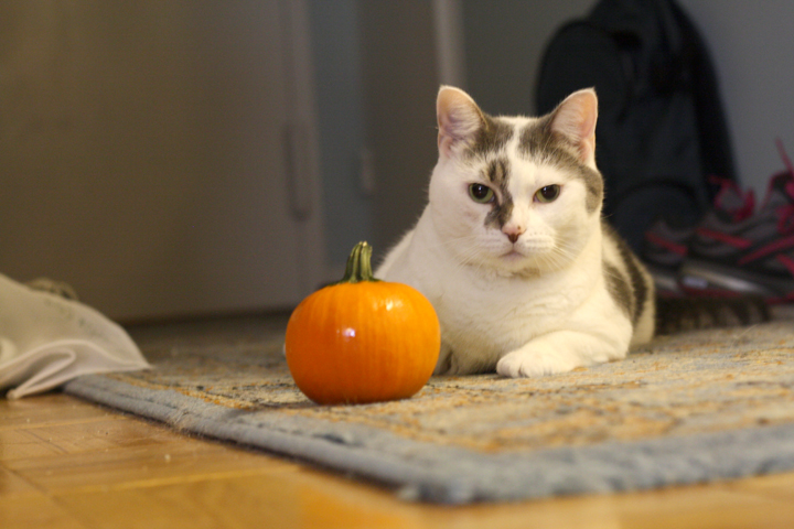 LC and a pumpkin ~ ElephantEats.com