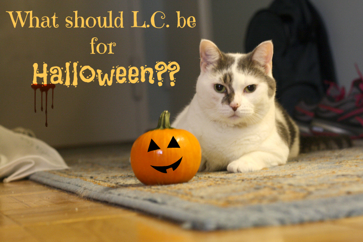 Halloween Cat ~ ElephantEats.com