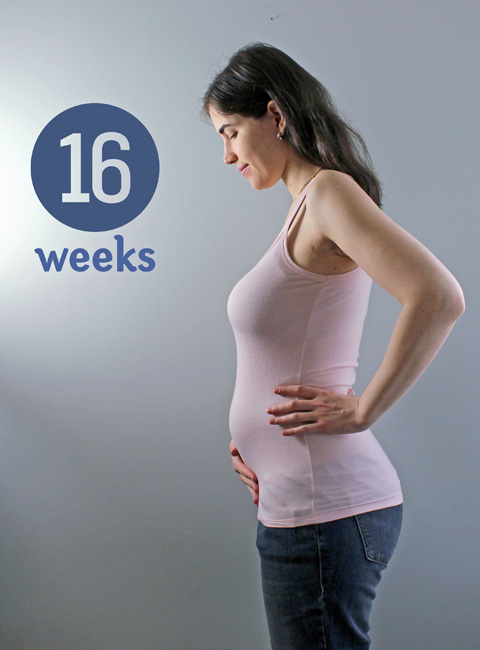 16 weeks pregnant ~ ElephantEats.com